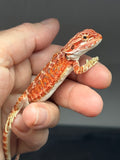 RM838, female, hypo, 75% Red Monster bearded dragon for sale