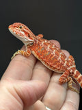 RM838, female, hypo, 75% Red Monster bearded dragon for sale