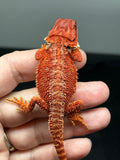 RM839, female, possible het trans, possible het hypo, 75% Red Monster bearded dragon for sale
