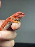 RM839, female, possible het trans, possible het hypo, 75% Red Monster bearded dragon for sale
