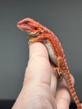 RM839, female, possible het trans, possible het hypo, 75% Red Monster bearded dragon for sale