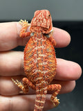 RM841, male, hypo, 75% Red Monster bearded dragon for sale l