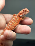 RM841, male, hypo, 75% Red Monster bearded dragon for sale l