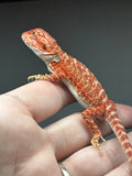 RM841, male, hypo, 75% Red Monster bearded dragon for sale l