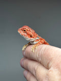 RM841, male, hypo, 75% Red Monster bearded dragon for sale l