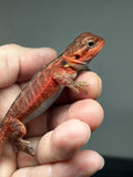 RM842, male, genetic stripe, leatherback, trans, 75% Red Monster bearded dragon for sale