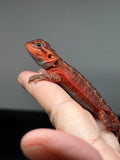 RM842, male, genetic stripe, leatherback, trans, 75% Red Monster bearded dragon for sale