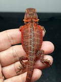 RM842, male, genetic stripe, leatherback, trans, 75% Red Monster bearded dragon for sale