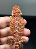 RM844, female, possible het trans, 75% Red Monster bearded dragon for sale
