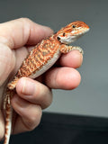 RM844, female, possible het trans, 75% Red Monster bearded dragon for sale