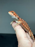 RM844, female, possible het trans, 75% Red Monster bearded dragon for sale