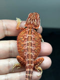 RM845, male, possible het hypo, 75% Red Monster bearded dragon for sale