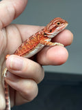 RM845, male, possible het hypo, 75% Red Monster bearded dragon for sale