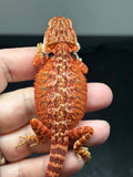 RM846, male, possible het hypo, 75% Red Monster bearded dragon for sale