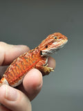 RM846, male, possible het hypo, 75% Red Monster bearded dragon for sale