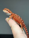 RM846, male, possible het hypo, 75% Red Monster bearded dragon for sale