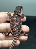 RM847, female, possible het trans, 75% Red Monster bearded dragon for sale