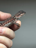 RM847, female, possible het trans, 75% Red Monster bearded dragon for sale