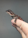 RM847, female, possible het trans, 75% Red Monster bearded dragon for sale