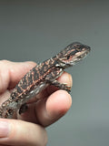 RM847, female, possible het trans, 75% Red Monster bearded dragon for sale