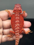 RM848, male, hypo, possible het trans, 75% Red Monster bearded dragon for sale