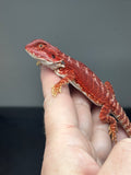 RM848, male, hypo, possible het trans, 75% Red Monster bearded dragon for sale