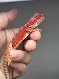 RM848, male, hypo, possible het trans, 75% Red Monster bearded dragon for sale
