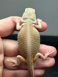#1481, female, hypo, trans, leatherback, possible het zero, Witblits Bearded dragon for sale