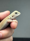 #1481, female, hypo, trans, leatherback, possible het zero, Witblits Bearded dragon for sale
