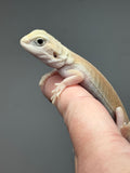 #1481, female, hypo, trans, leatherback, possible het zero, Witblits Bearded dragon for sale