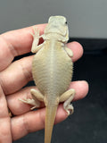 #1483, female, hypo, trans, leatherback, possible het zero, Witblits Bearded dragon for sale