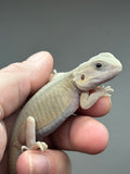 #1483, female, hypo, trans, leatherback, possible het zero, Witblits Bearded dragon for sale