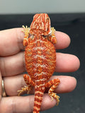 RM862, female, hypo, 75% Red Monster bearded dragon for sale
