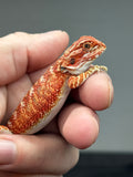 RM862, female, hypo, 75% Red Monster bearded dragon for sale
