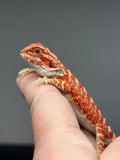 RM862, female, hypo, 75% Red Monster bearded dragon for sale