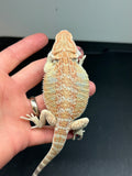 OD54 male, hypo, het Witblits, het zero