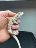 OD54 male, hypo, het Witblits, het zero