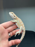 OD54 male, hypo, het Witblits, het zero