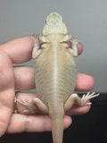 #1461, female, hypo, trans, leatherback, possible het zero, Bearded dragon for sale