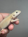 #1461, female, hypo, trans, leatherback, possible het zero, Bearded dragon for sale
