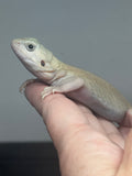 #1461, female, hypo, trans, leatherback, possible het zero, Bearded dragon for sale