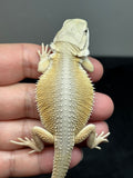 #1486, female, hypo, possible het trans, possible het zero, Witblits Bearded dragon for sale