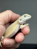 #1486, female, hypo, possible het trans, possible het zero, Witblits Bearded dragon for sale