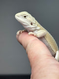 #1486, female, hypo, possible het trans, possible het zero, Witblits Bearded dragon for sale