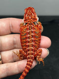 RM884, female, possible het hypo, 75% Red Monster bearded dragon for sale