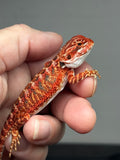 RM884, female, possible het hypo, 75% Red Monster bearded dragon for sale