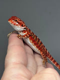 RM884, female, possible het hypo, 75% Red Monster bearded dragon for sale