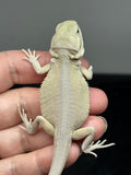 #1491, male, hypo, leatherback, possible het trans, possible het zero, Witblits Bearded dragon for sale