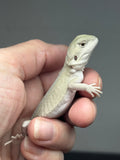 #1491, male, hypo, leatherback, possible het trans, possible het zero, Witblits Bearded dragon for sale