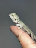 #1491, male, hypo, leatherback, possible het trans, possible het zero, Witblits Bearded dragon for sale